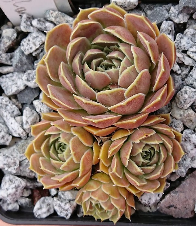 Glauca