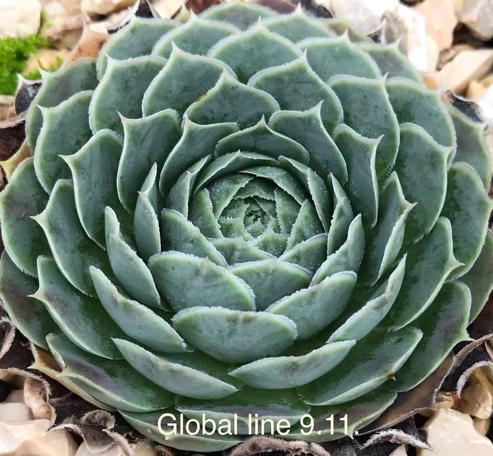 Global Line