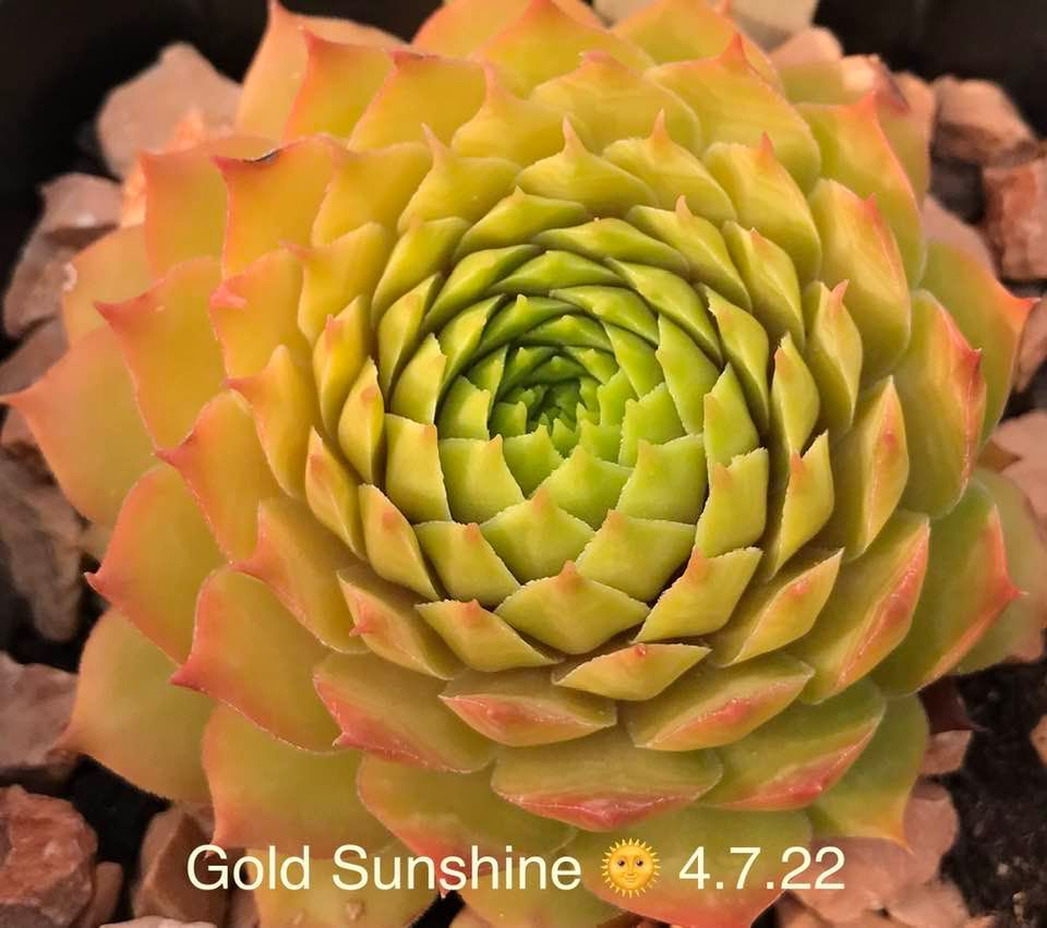 Gold Sunshine
