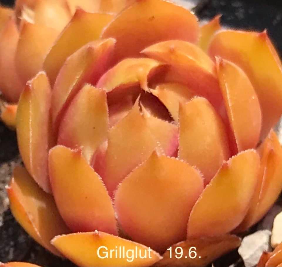 Grillglut