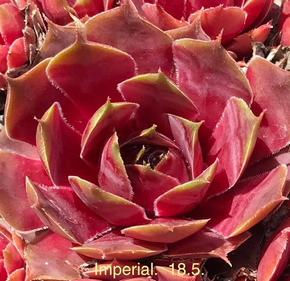 Imperial