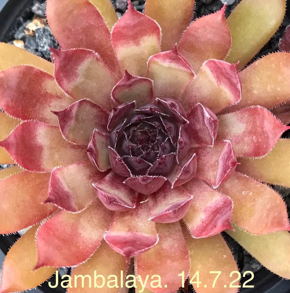 Jambalaya
