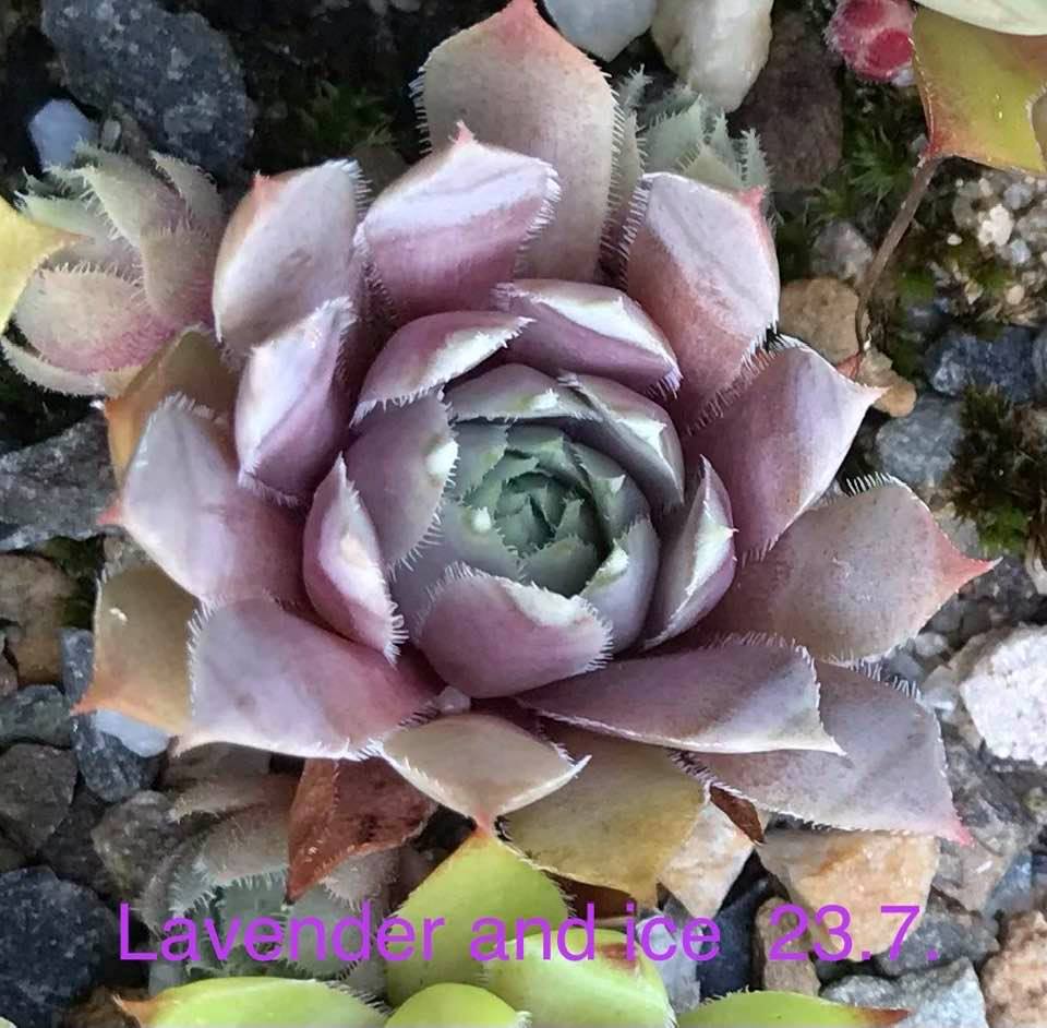 Lavender and Ice