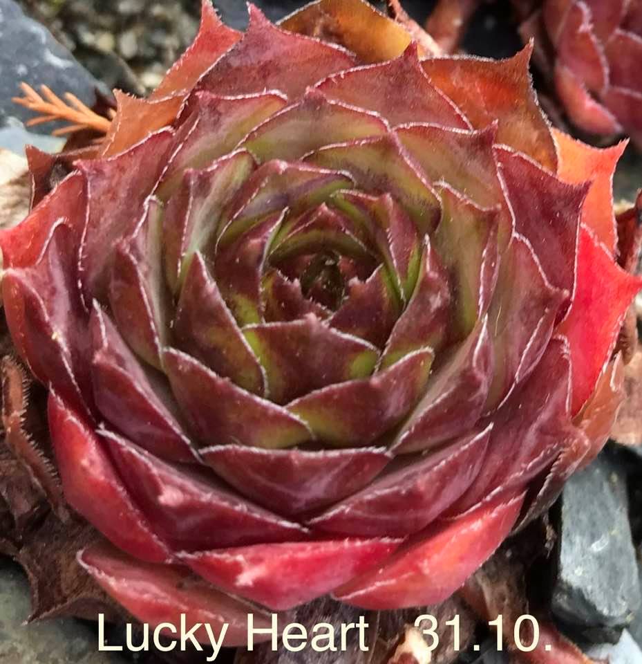 Lucky Heart