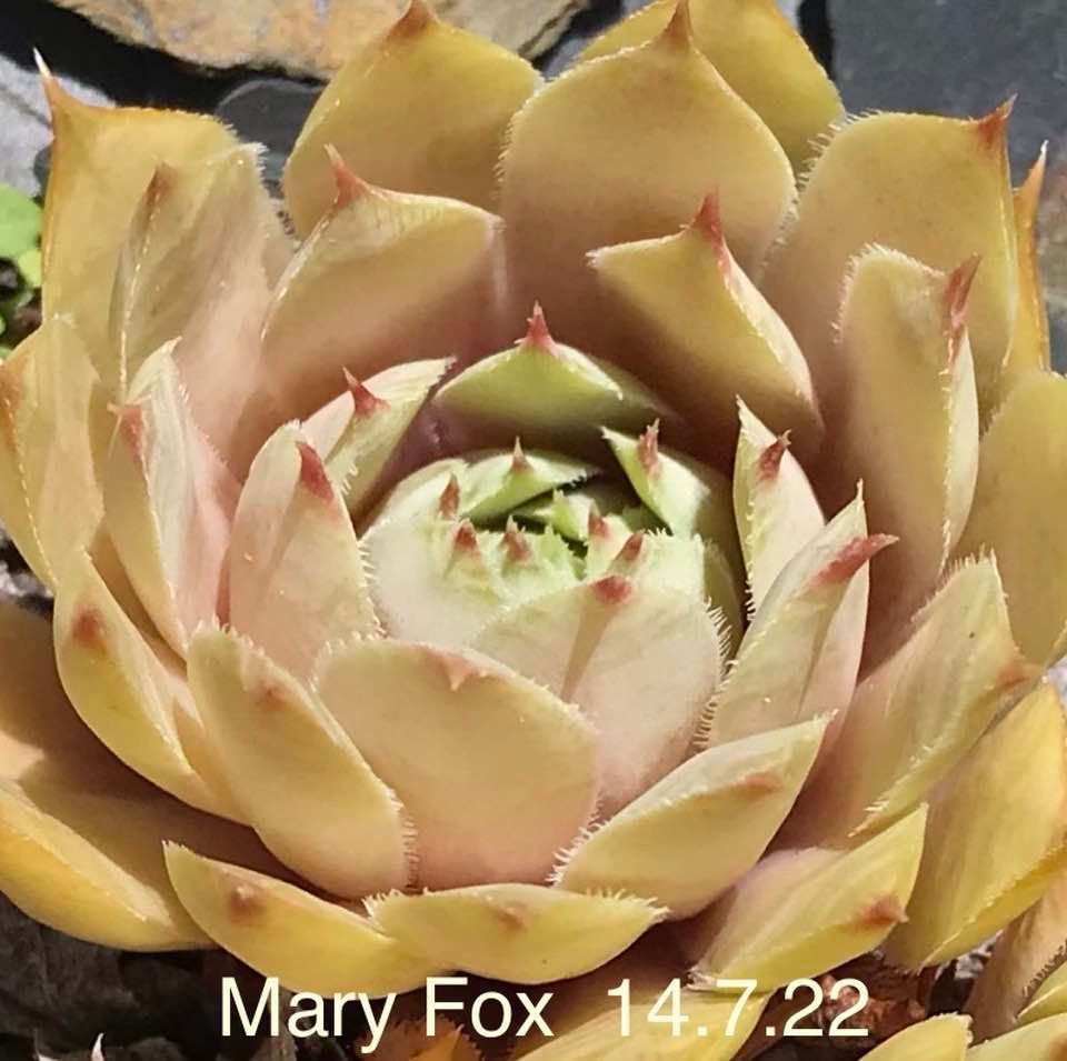 Mary Fox