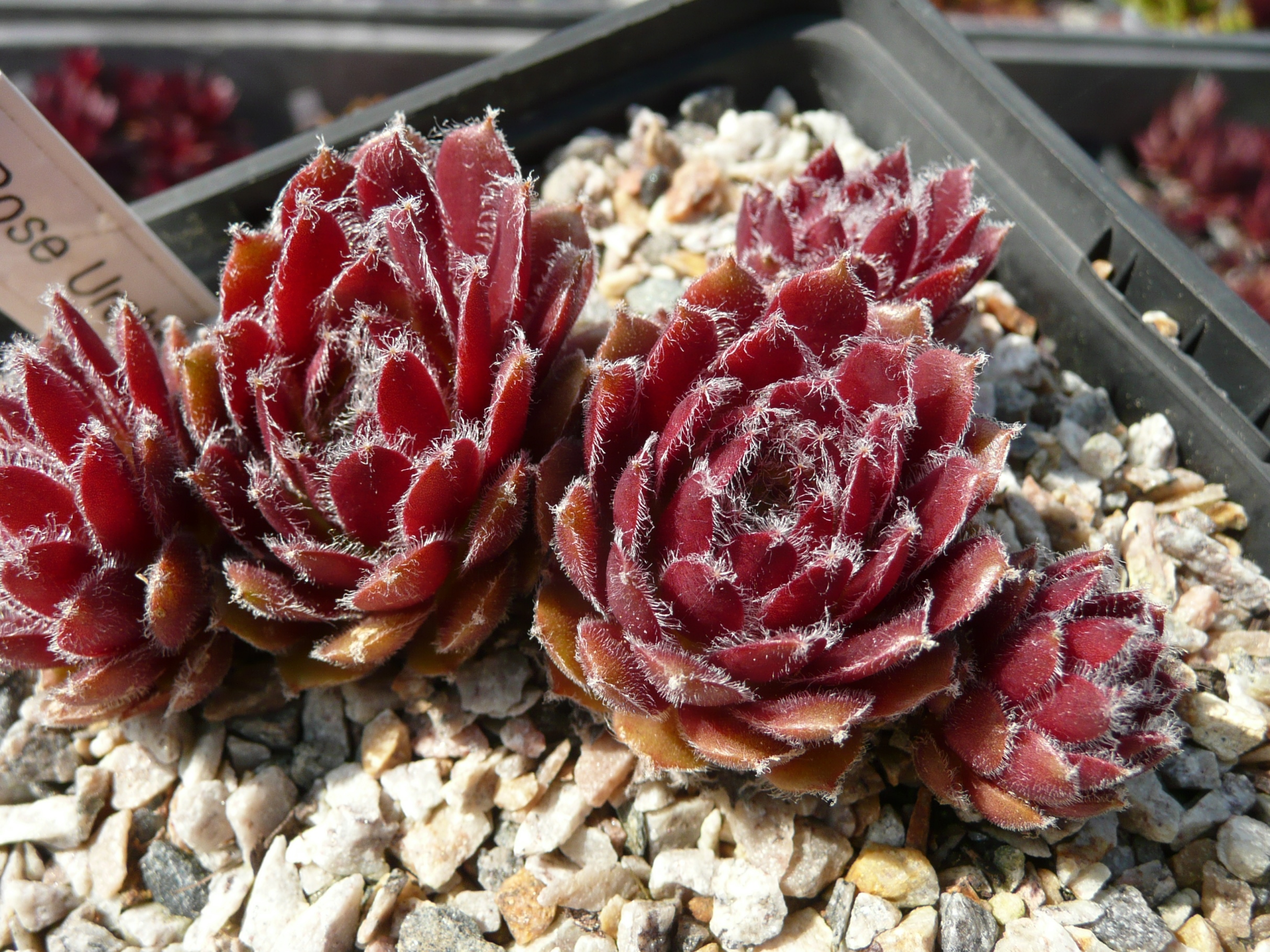 Rose Urchin