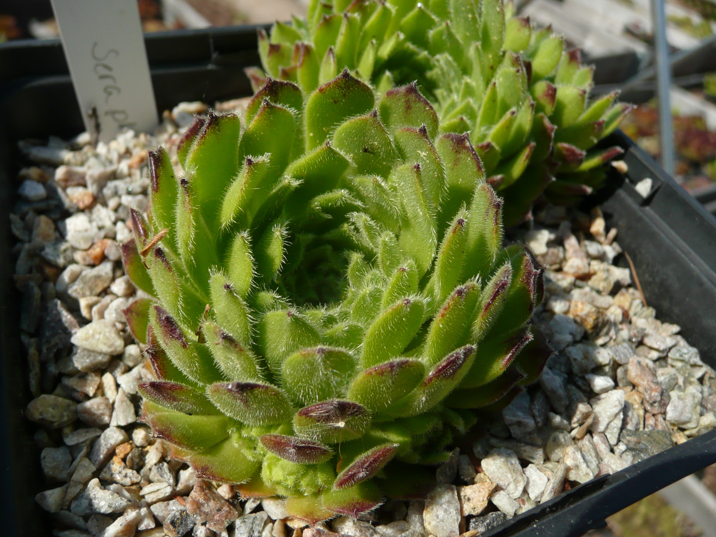 Seraphinite