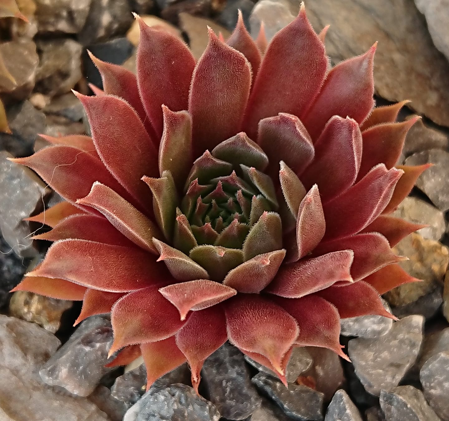 Pacific Evening Star