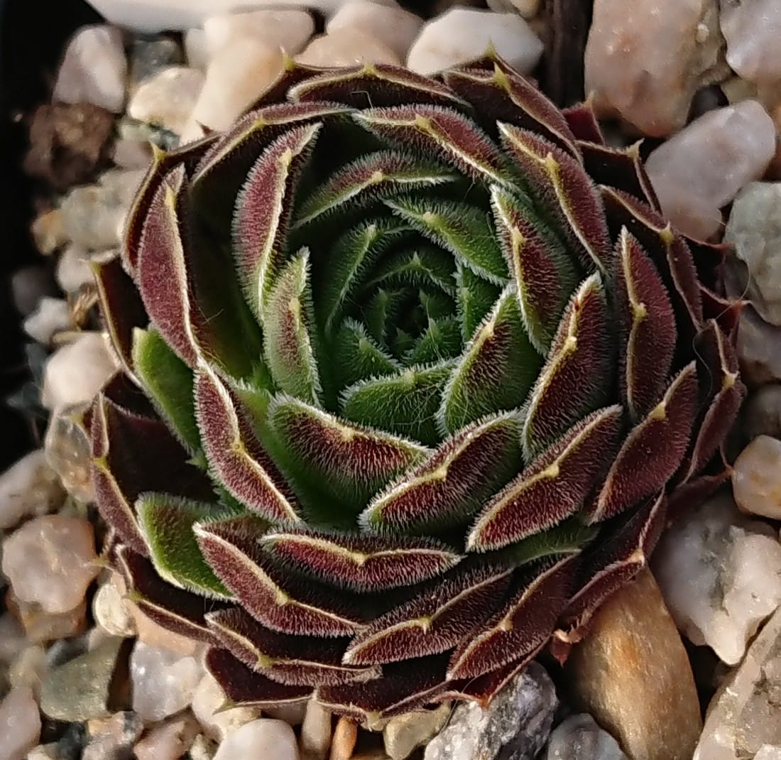 Palmira