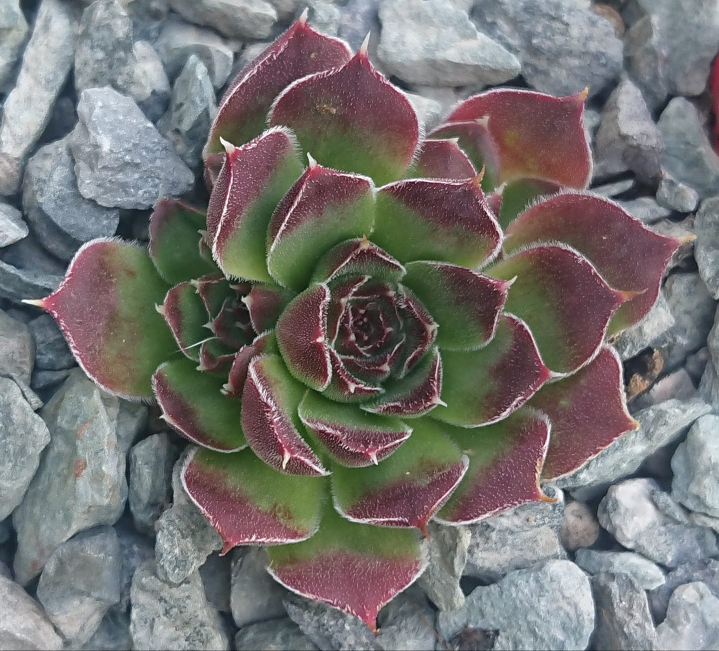 Priscilla