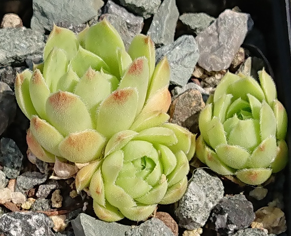 Puppis 