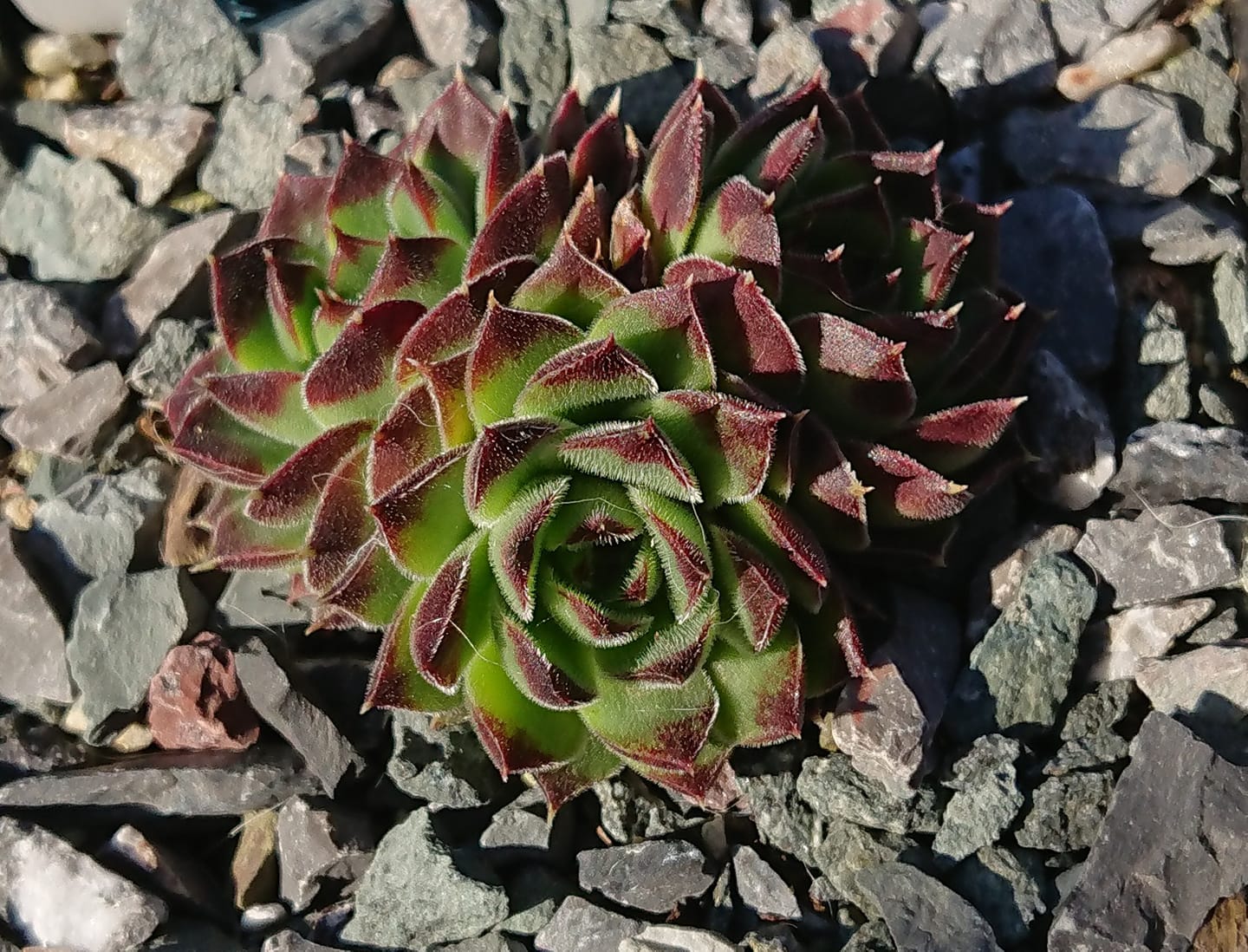 Quasar
