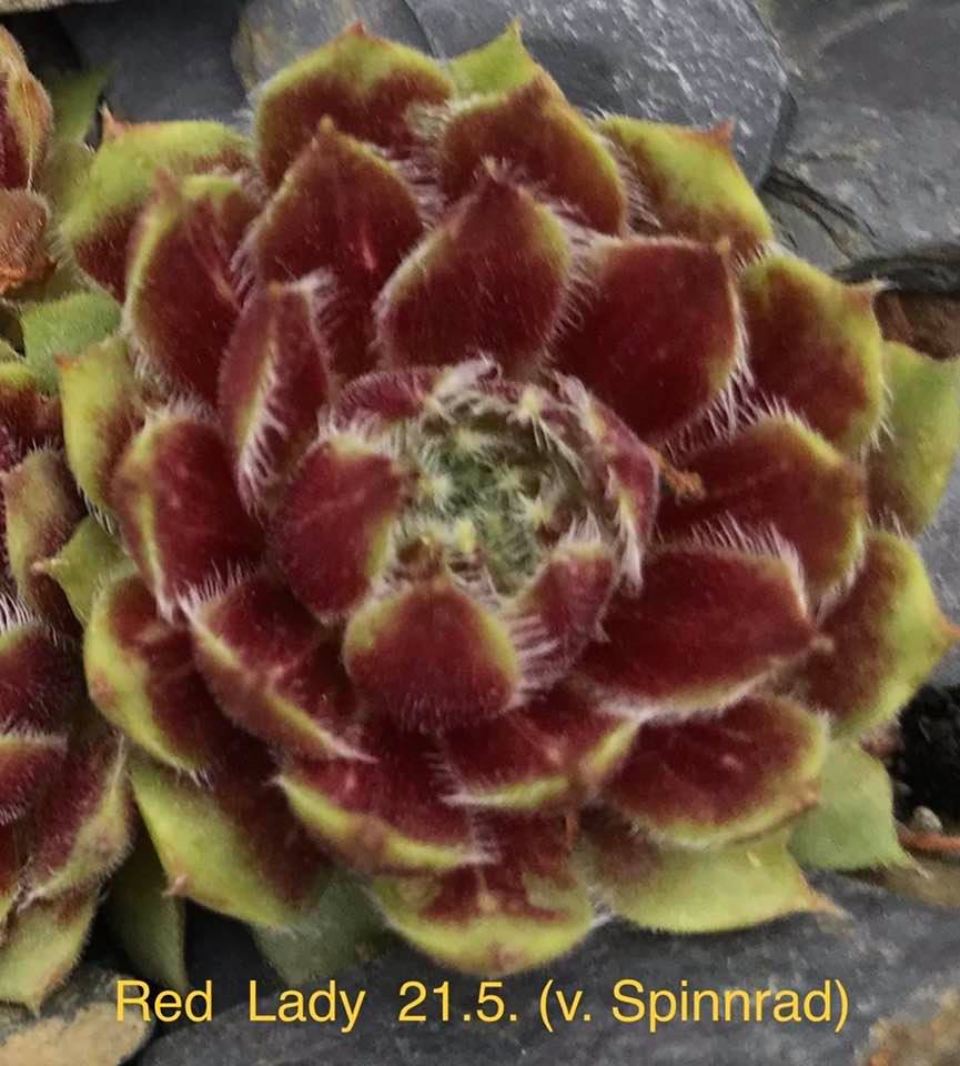 Red Lady