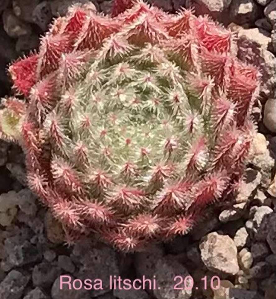 Rosa Litschi