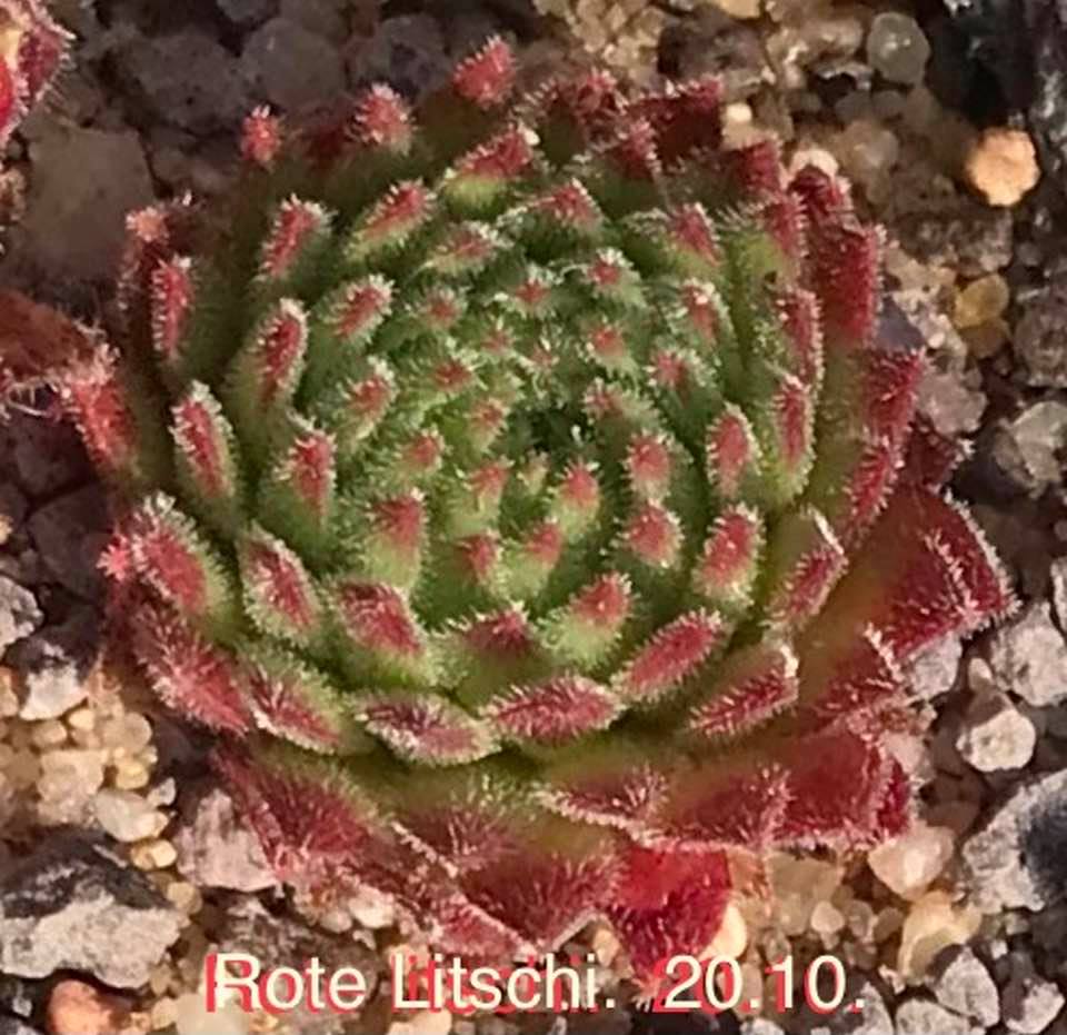Rote Litschi 