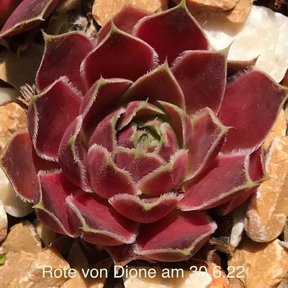 Rote von Dione