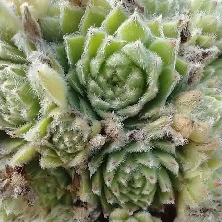 My cosy Cotton 
