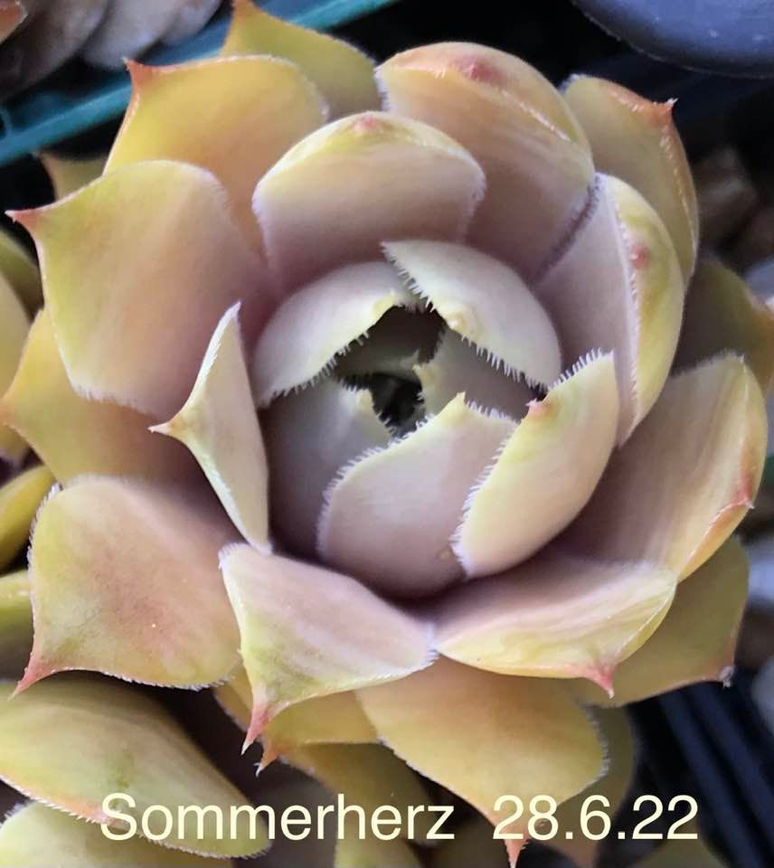Sommerherz