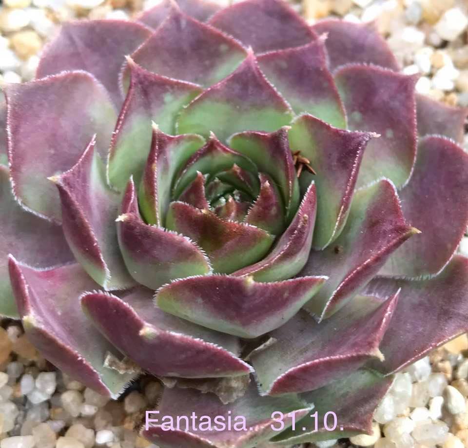 Vienna Fantasia