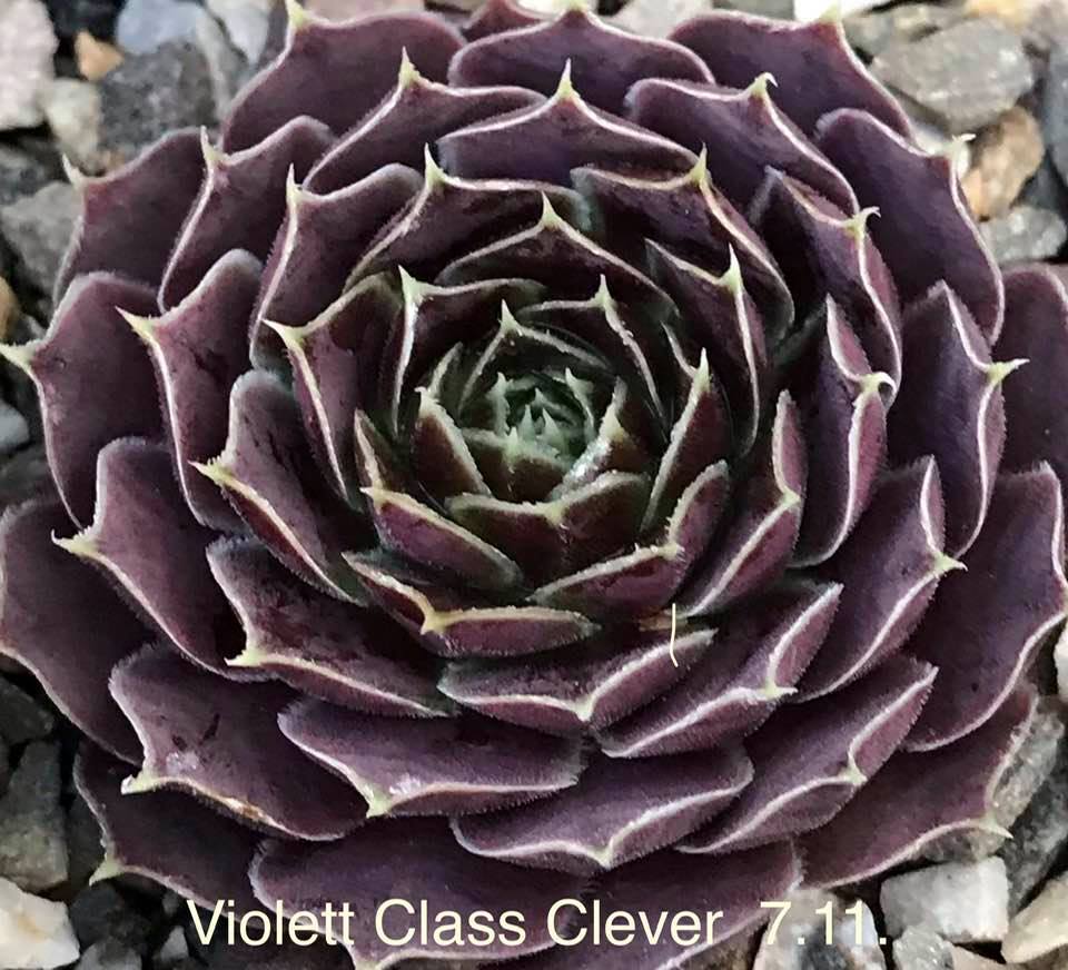 Violett Class Clever