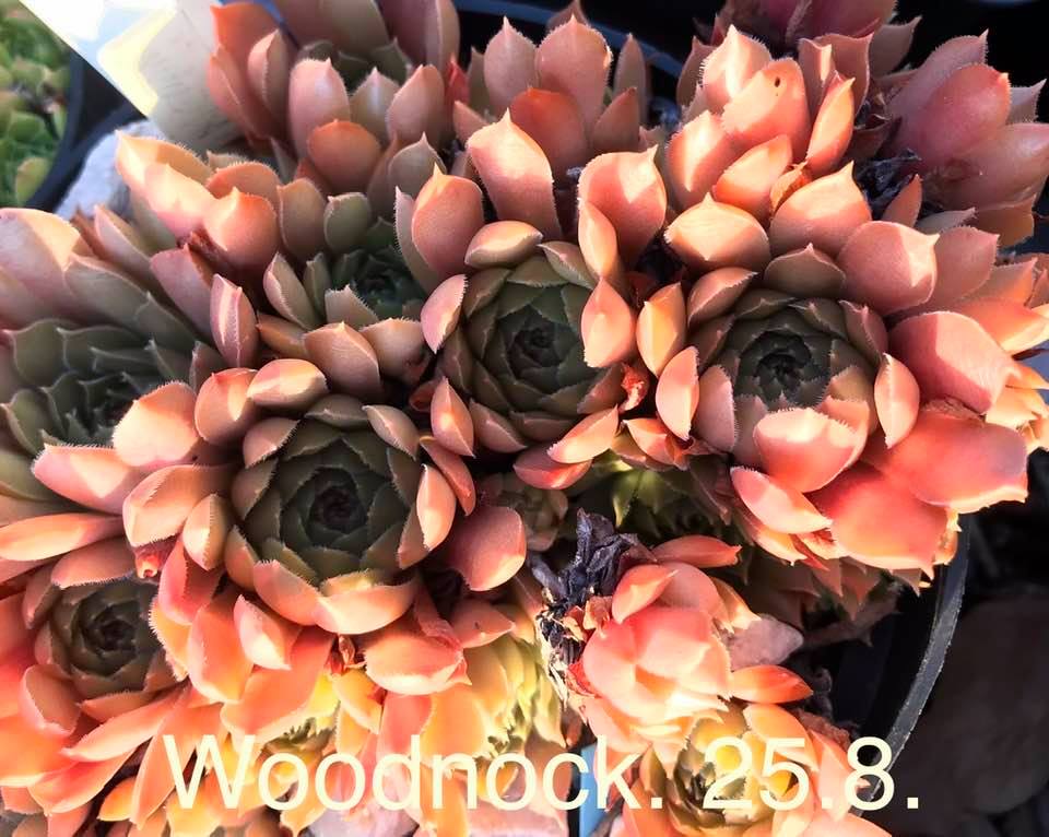 Woodnock