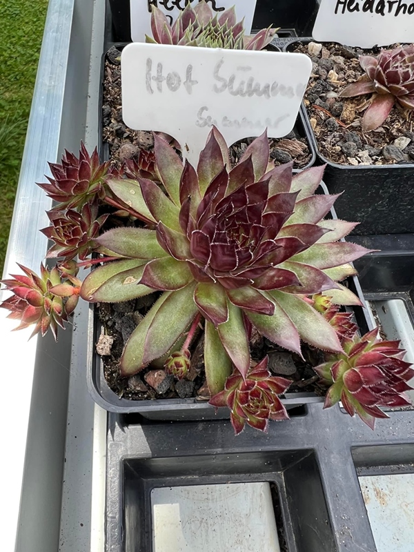 Hot Summer (NG)