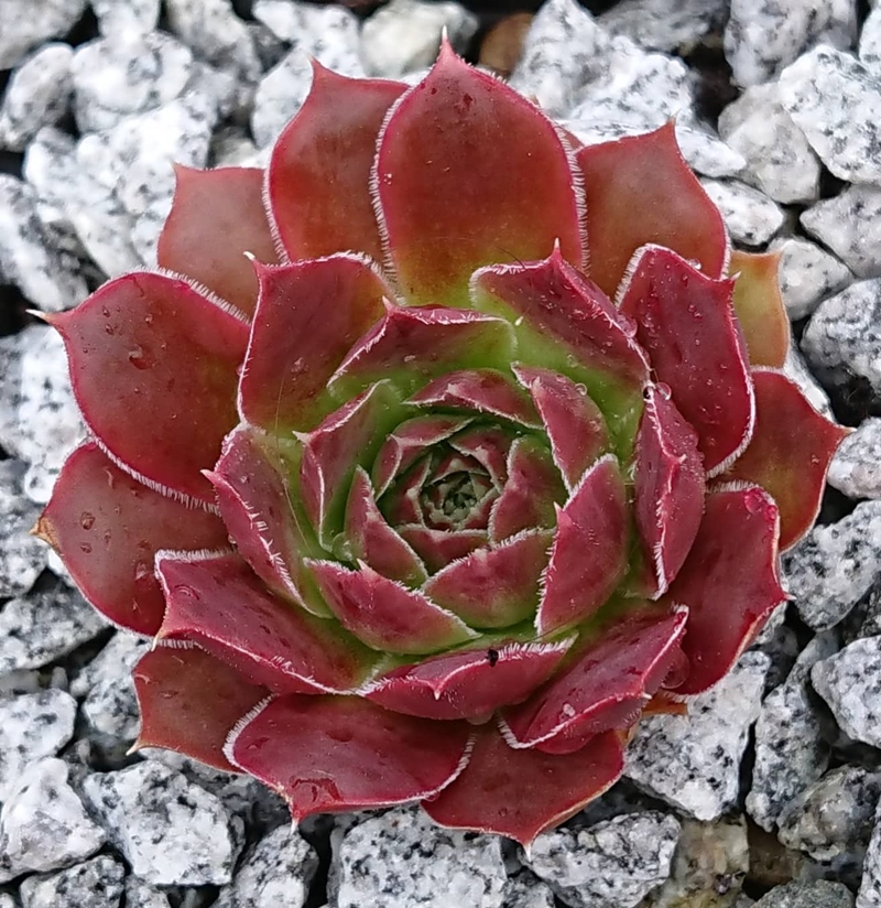 Lady Yvonne / Jovi (Netzfund)