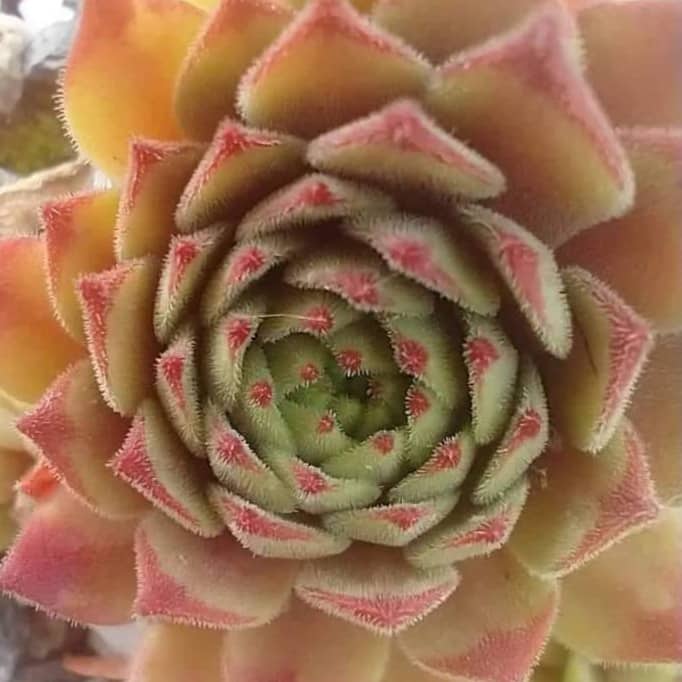 My Pink Splash