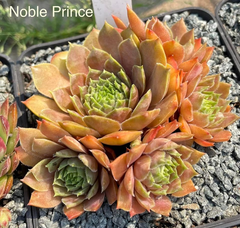 Noble Prince
