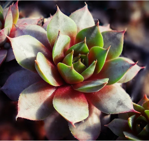 Pacific Beauty (Netzfund)