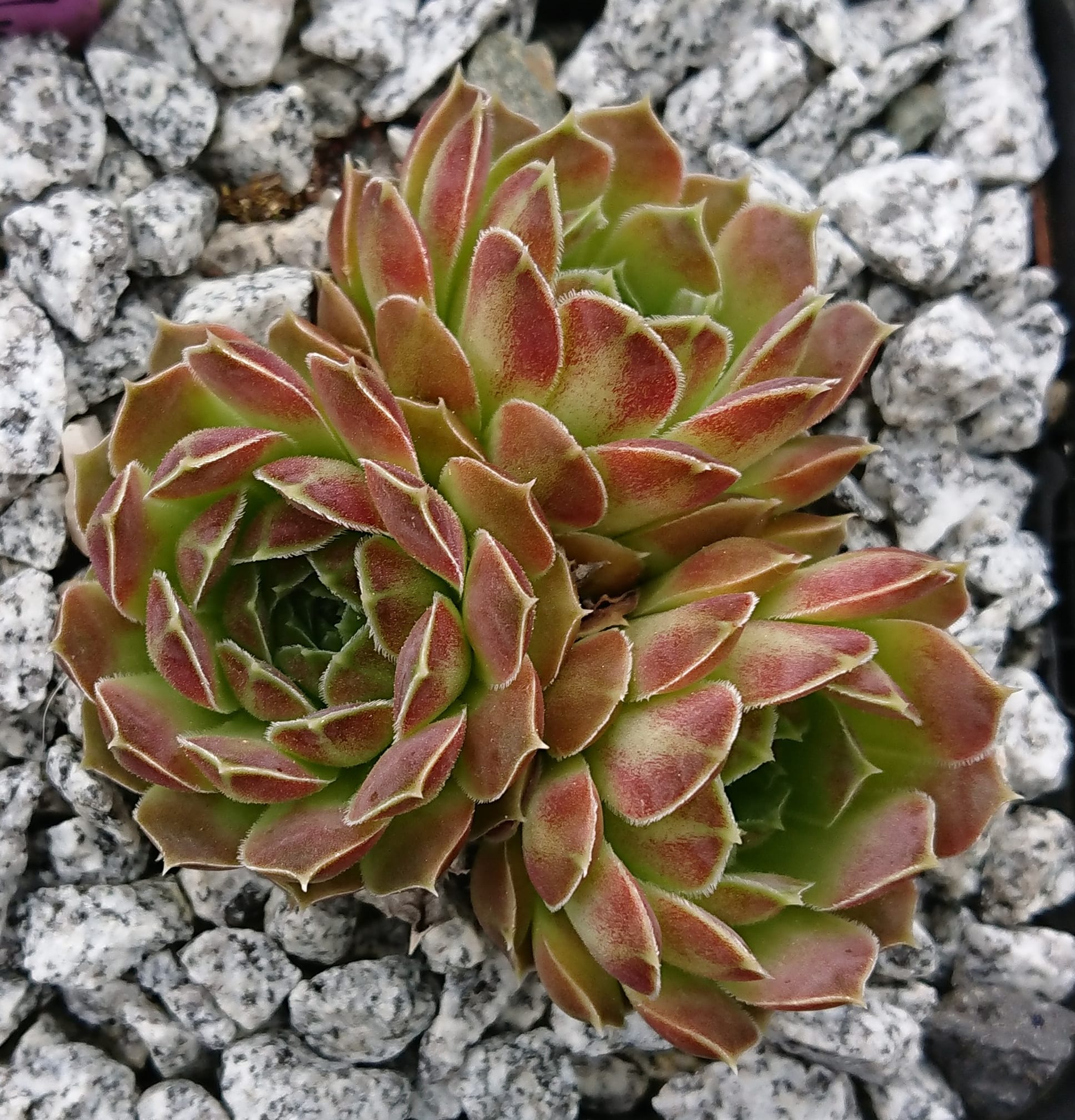 Palmira