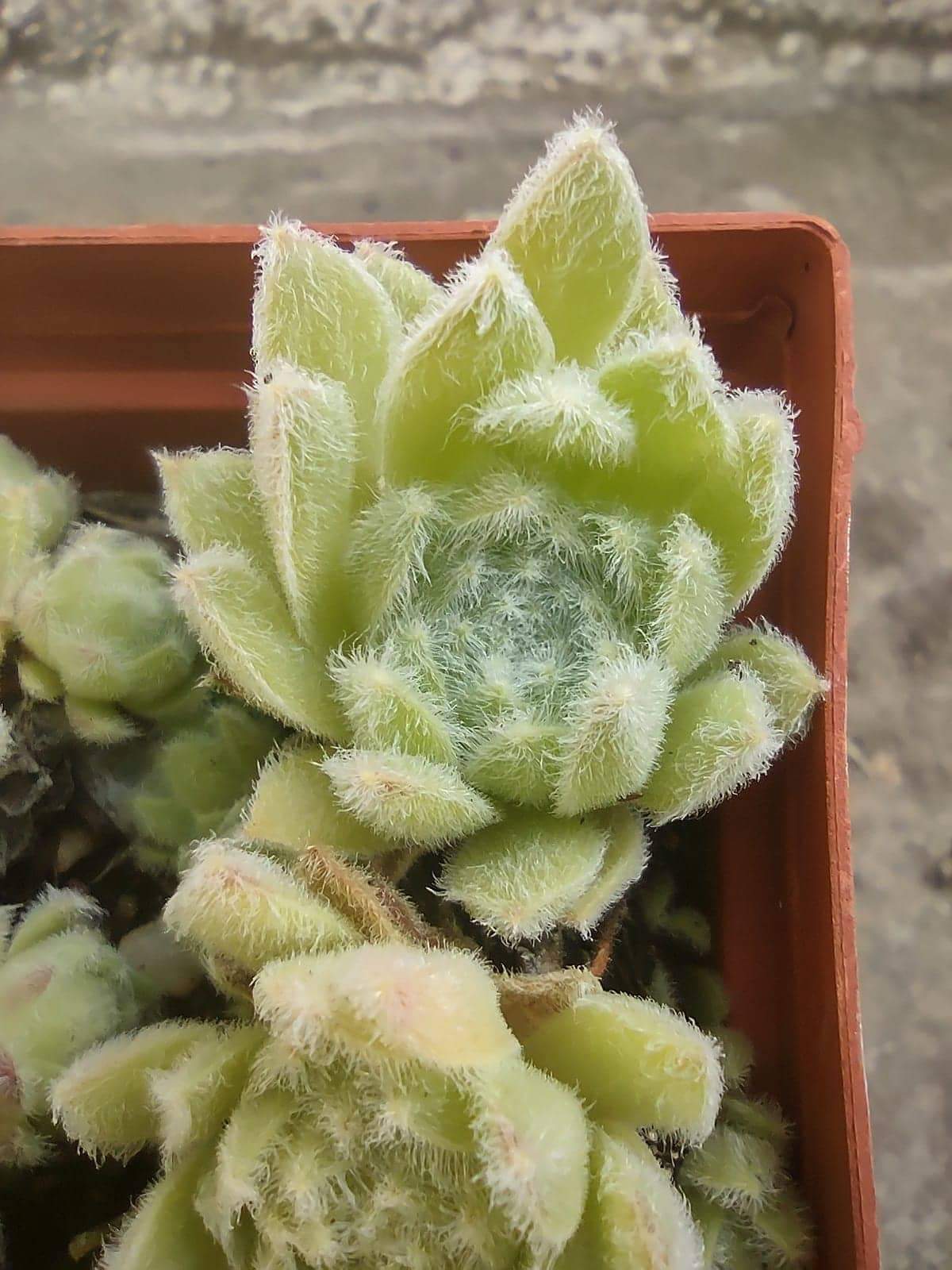 My cosy Cotton 