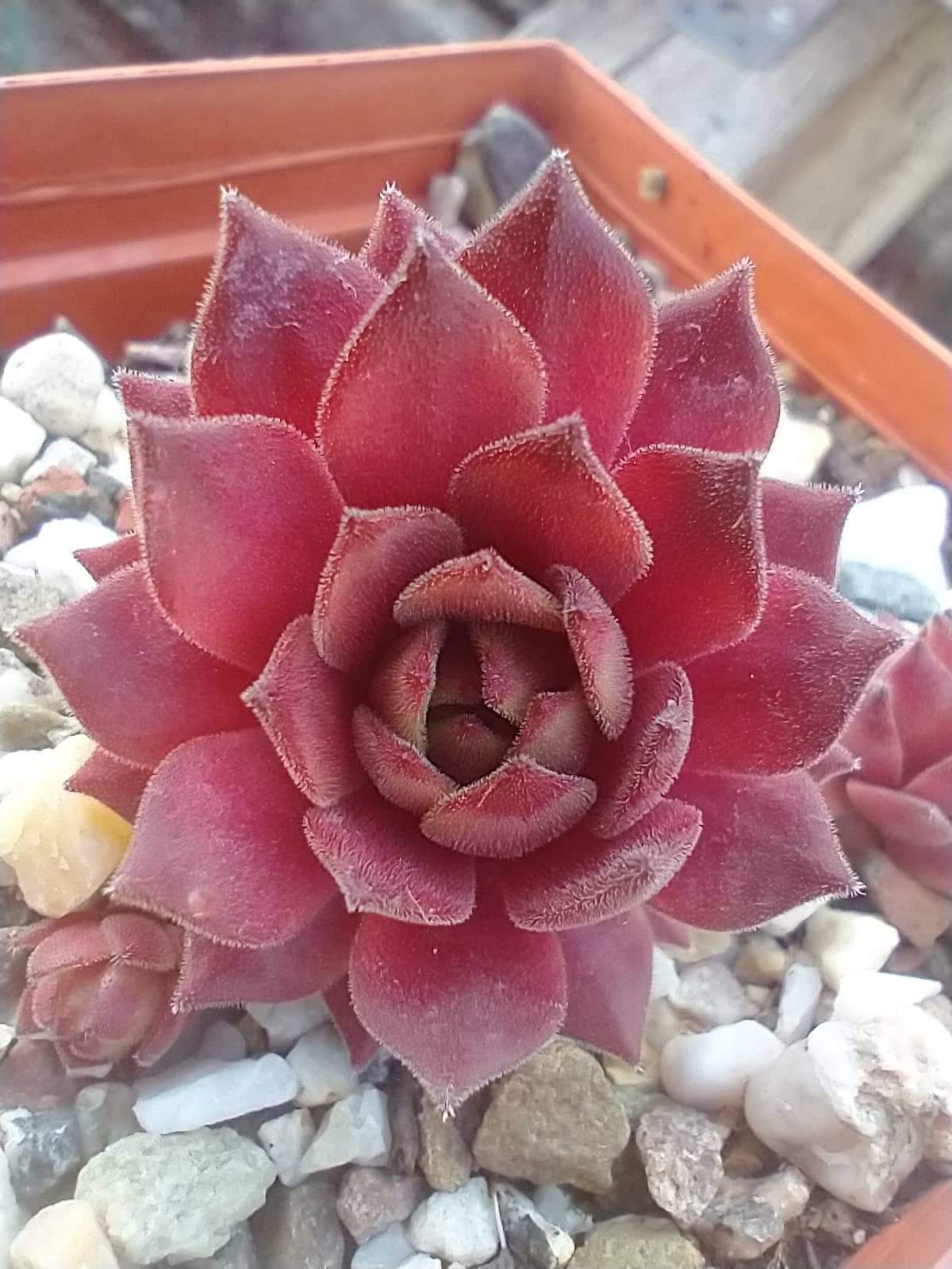 My pink Splash 