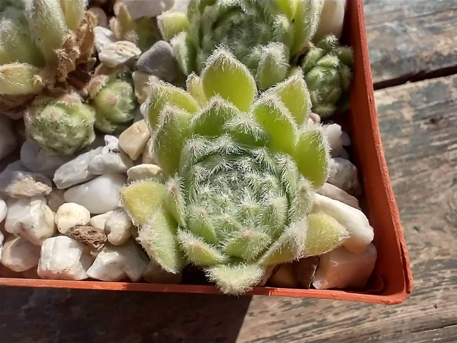 My cosy Cotton 
