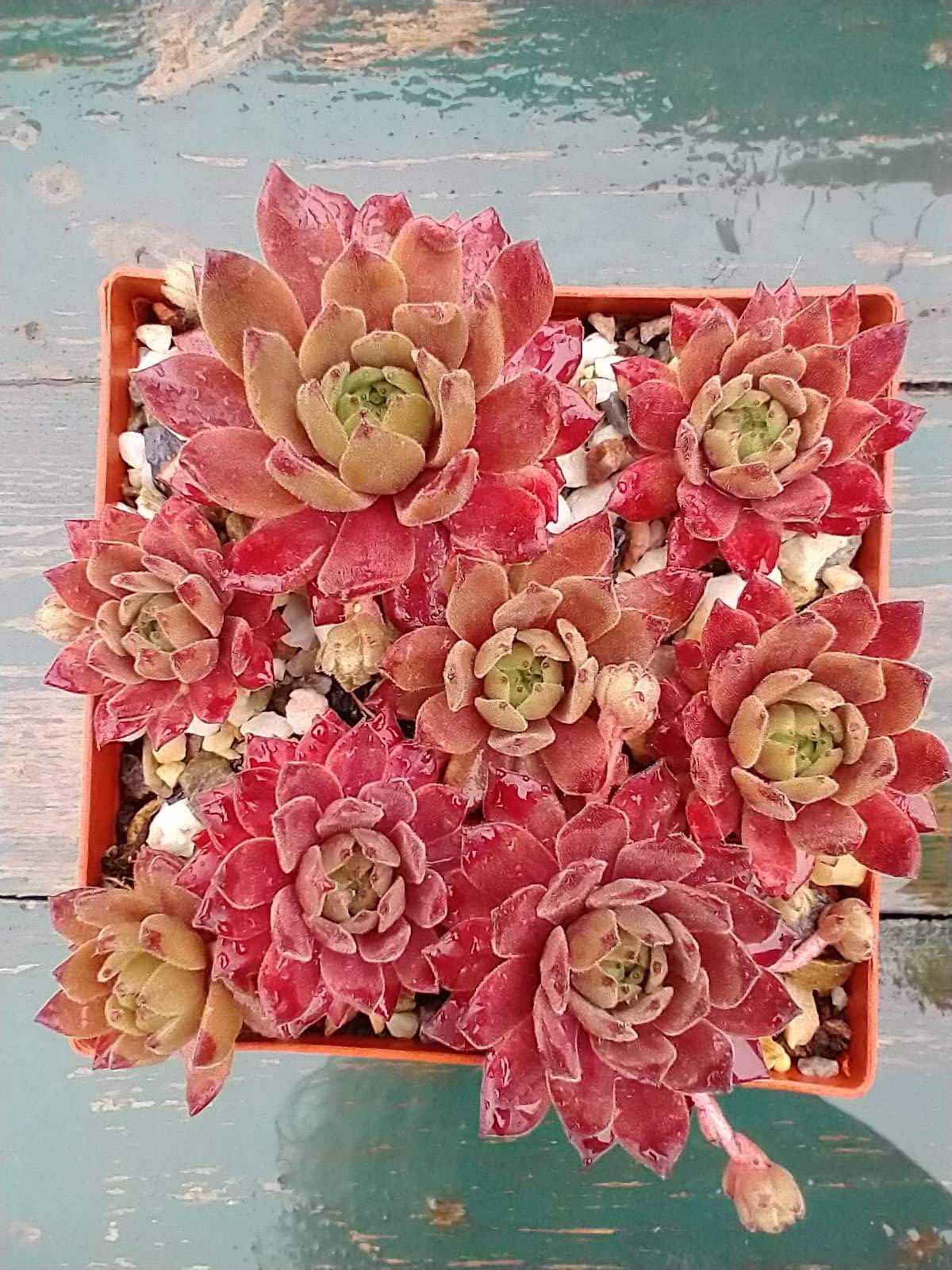 My pink Splash 