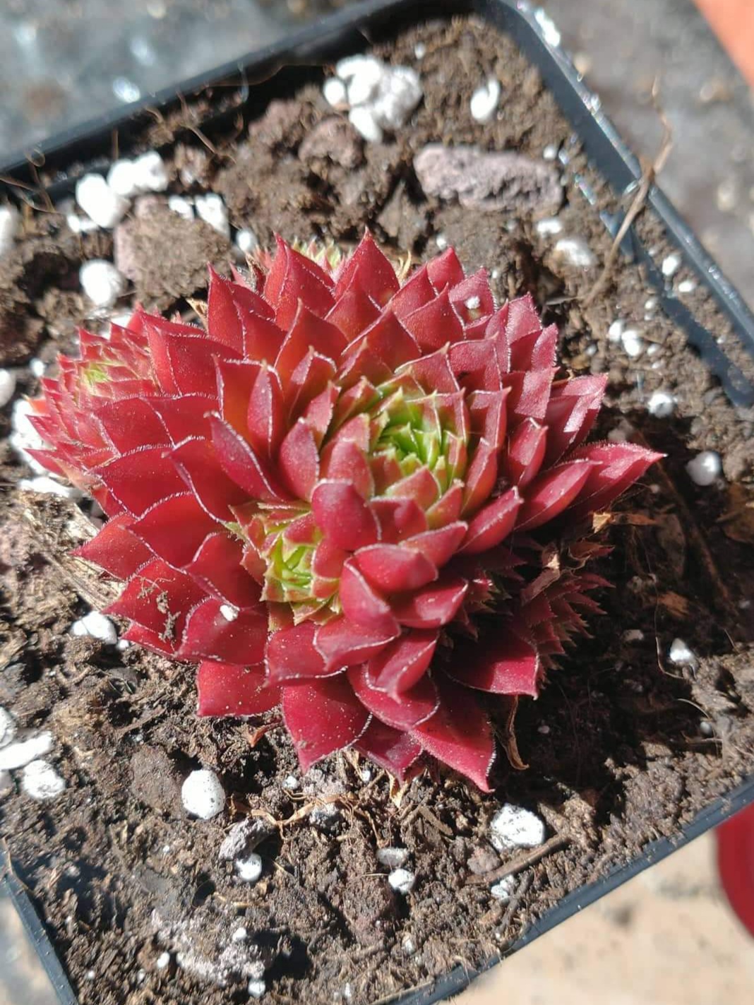My cochinella