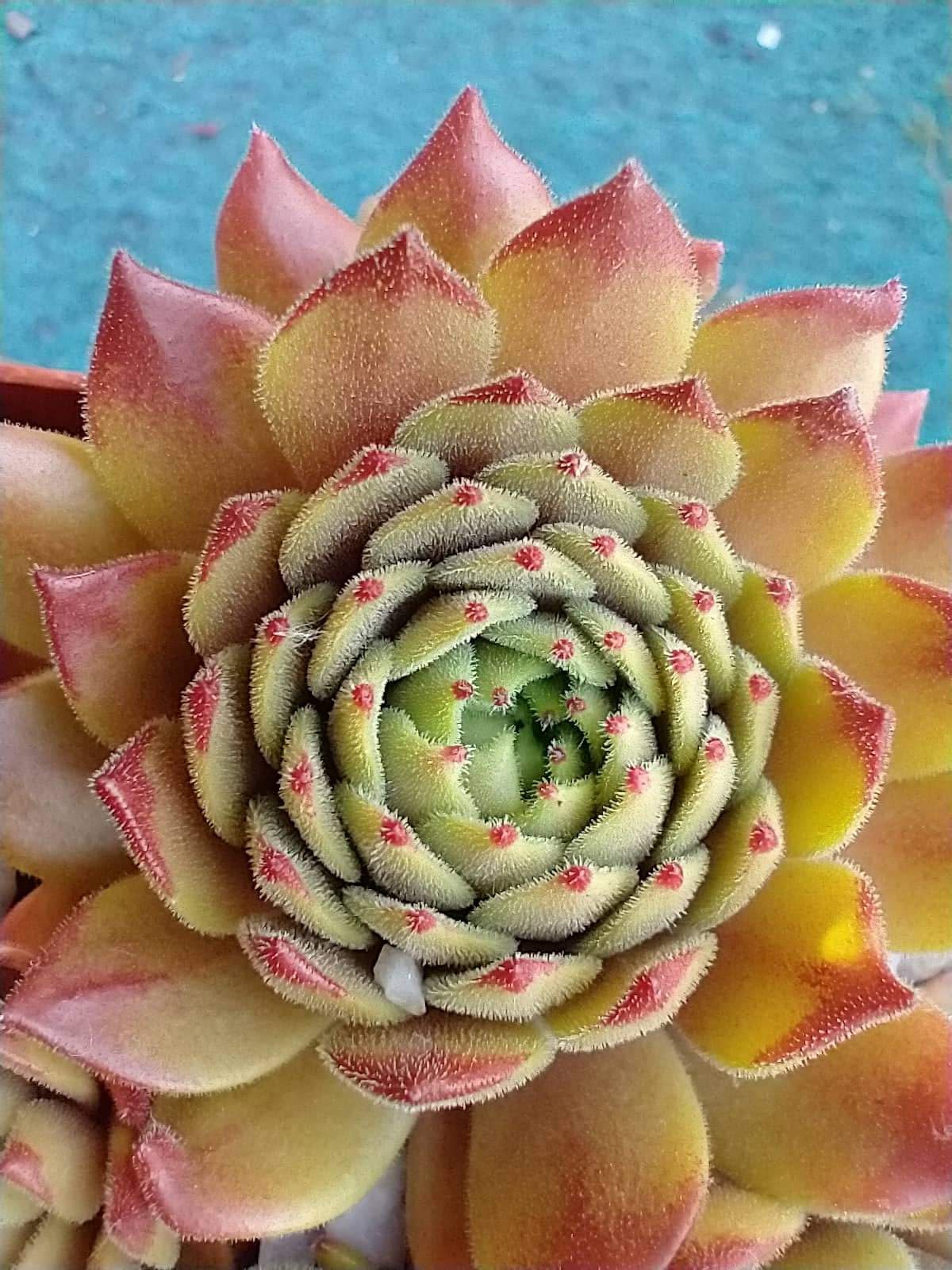 My pink Splash 