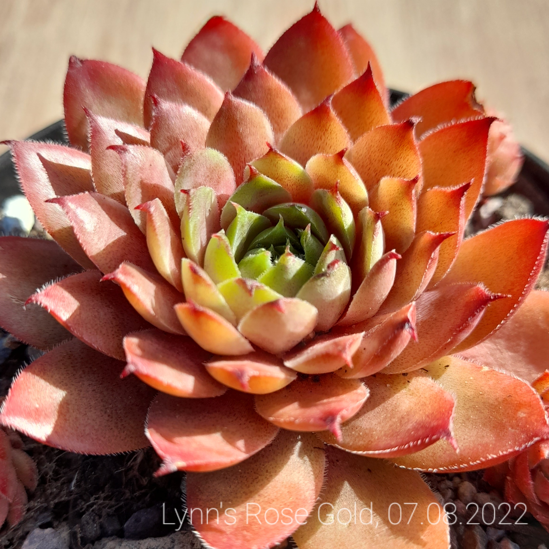 Lynn's Rose Gold