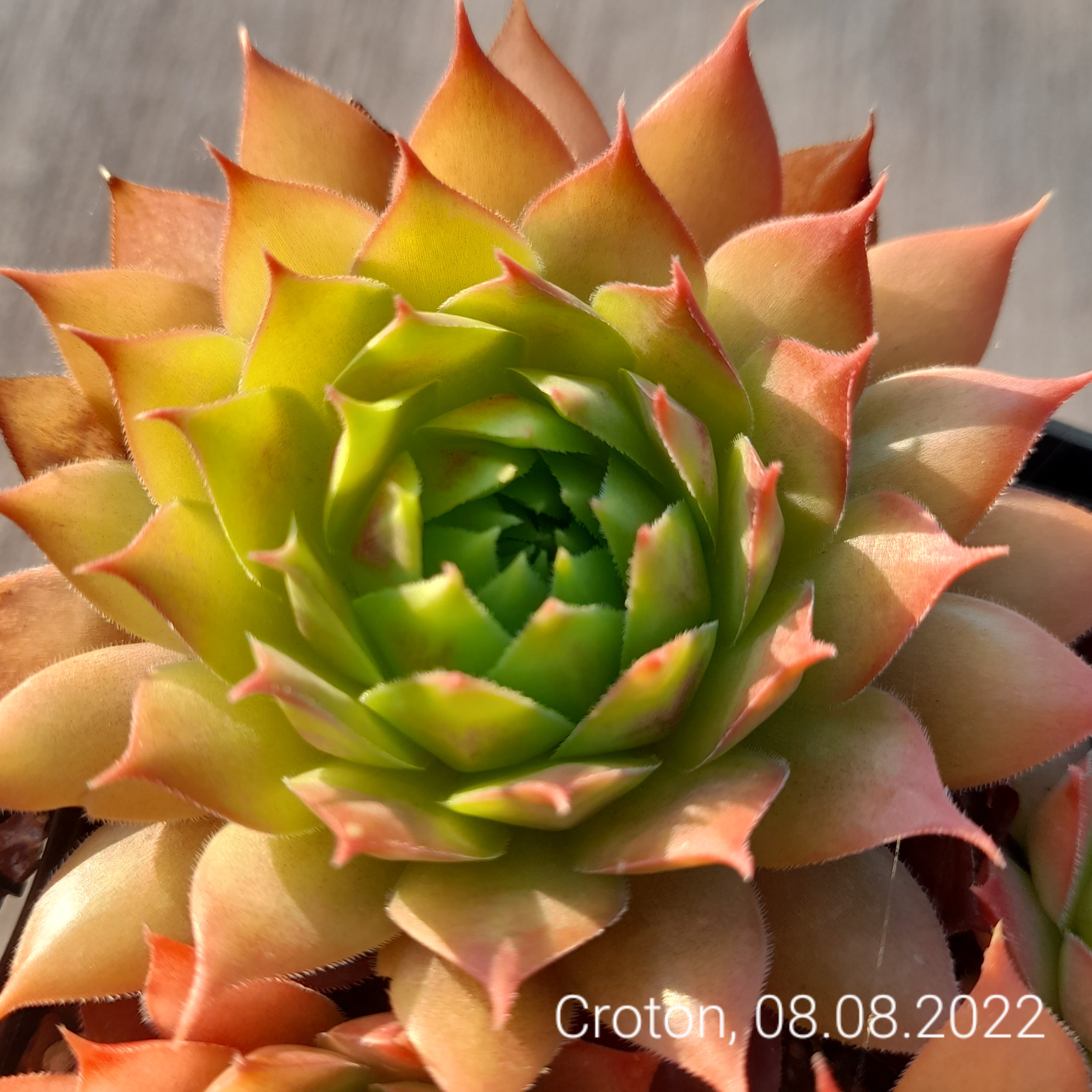 Croton