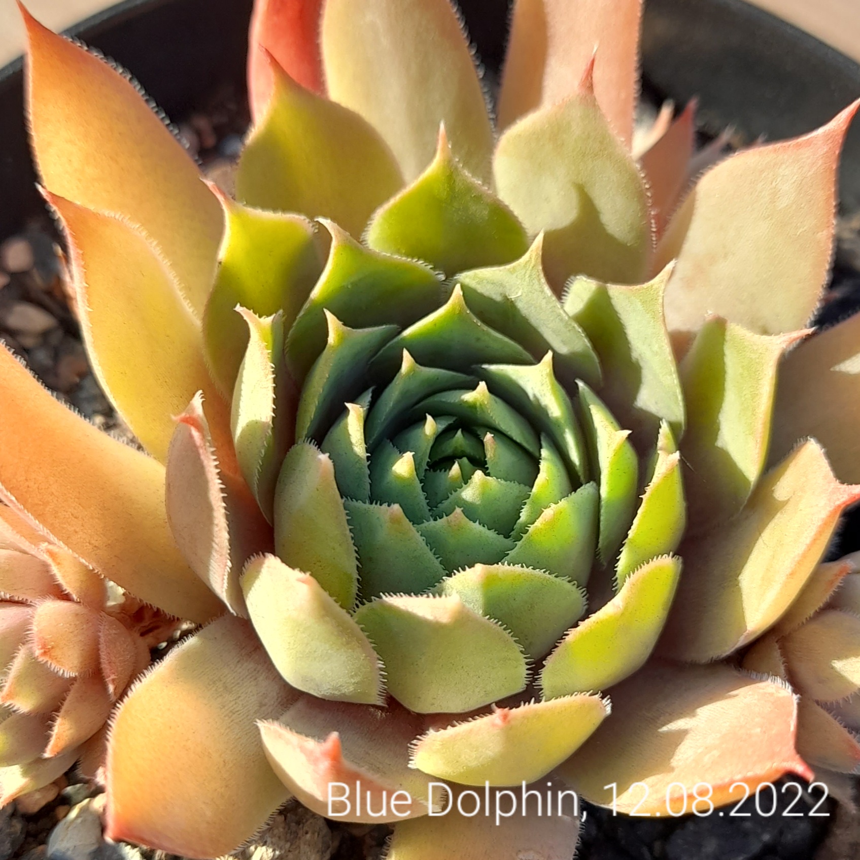 Blue Dolphin 