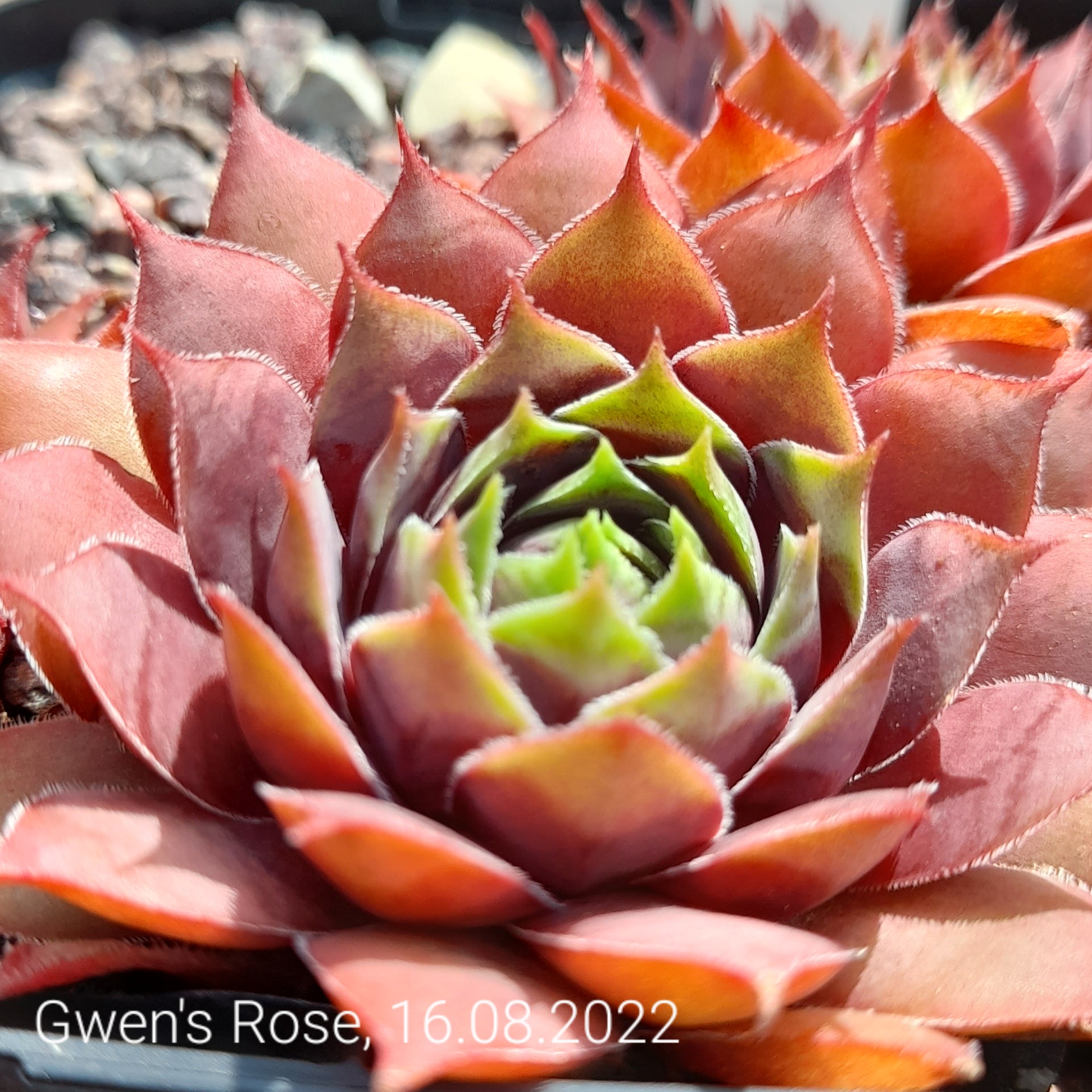 Gwen's Rose 