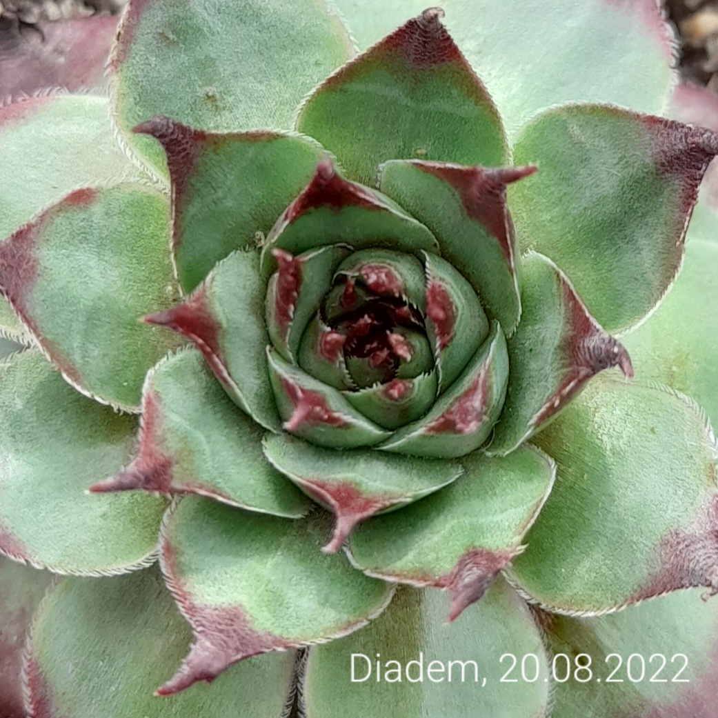 Diadem