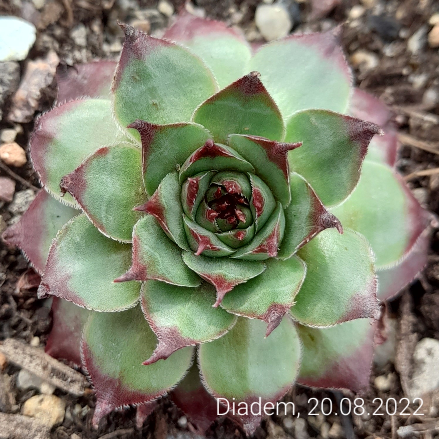 Diadem