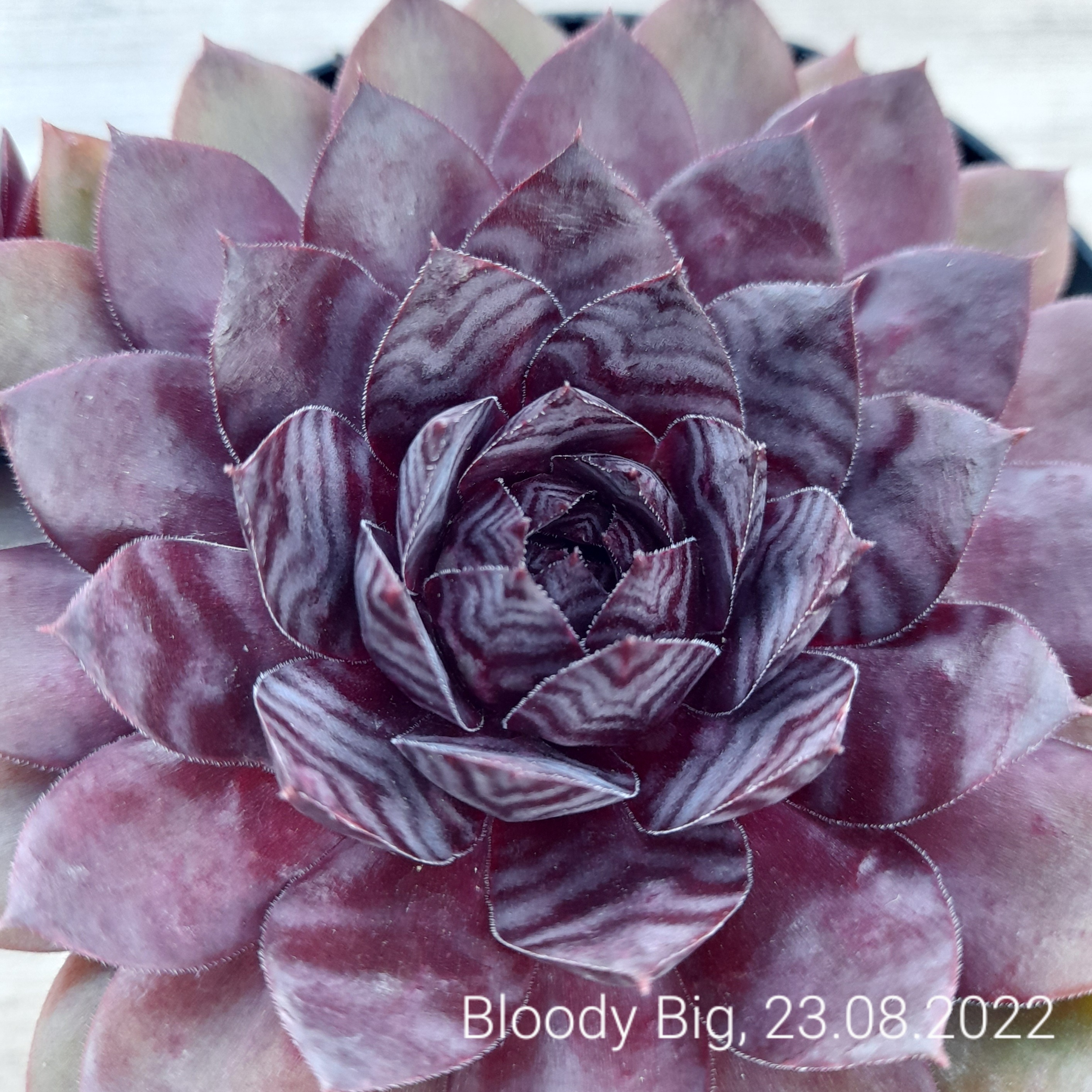 Bloody Big