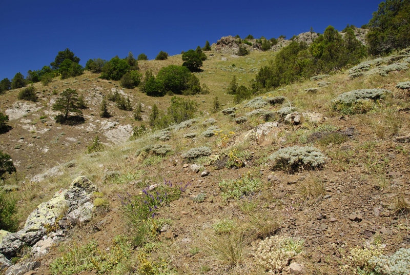 sp. from Pekün Dagi Gecidi