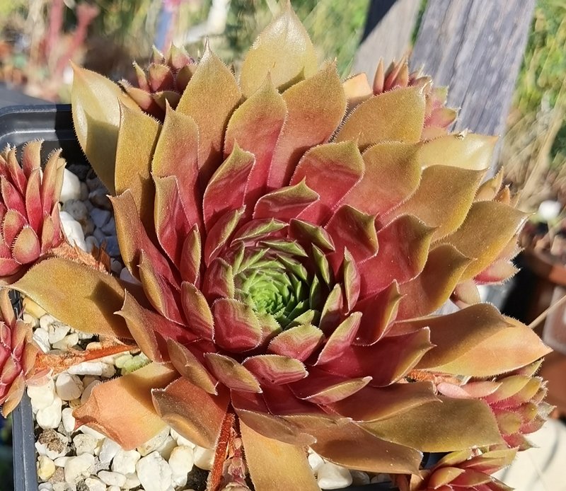 Atacama