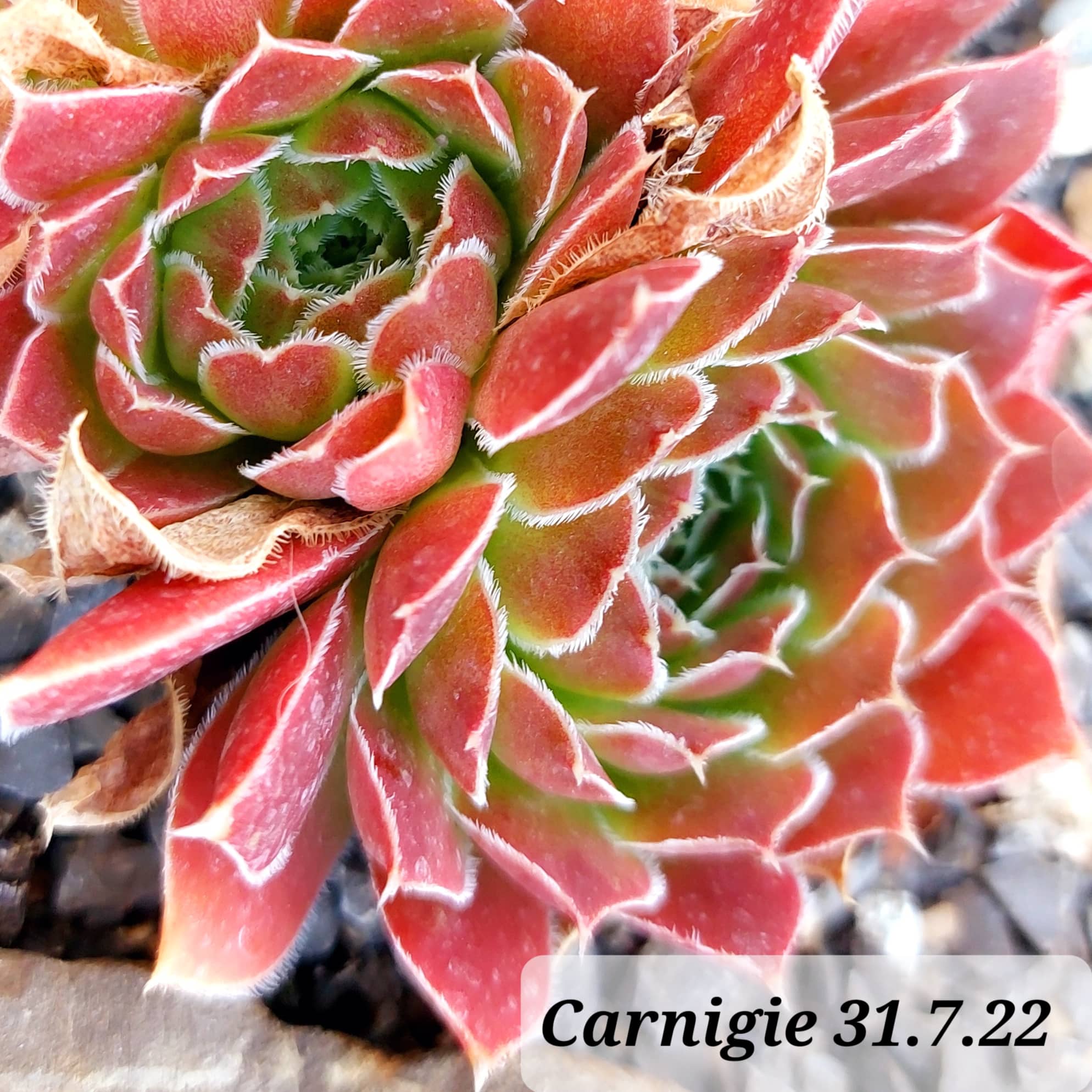 Carnigie / Jovi