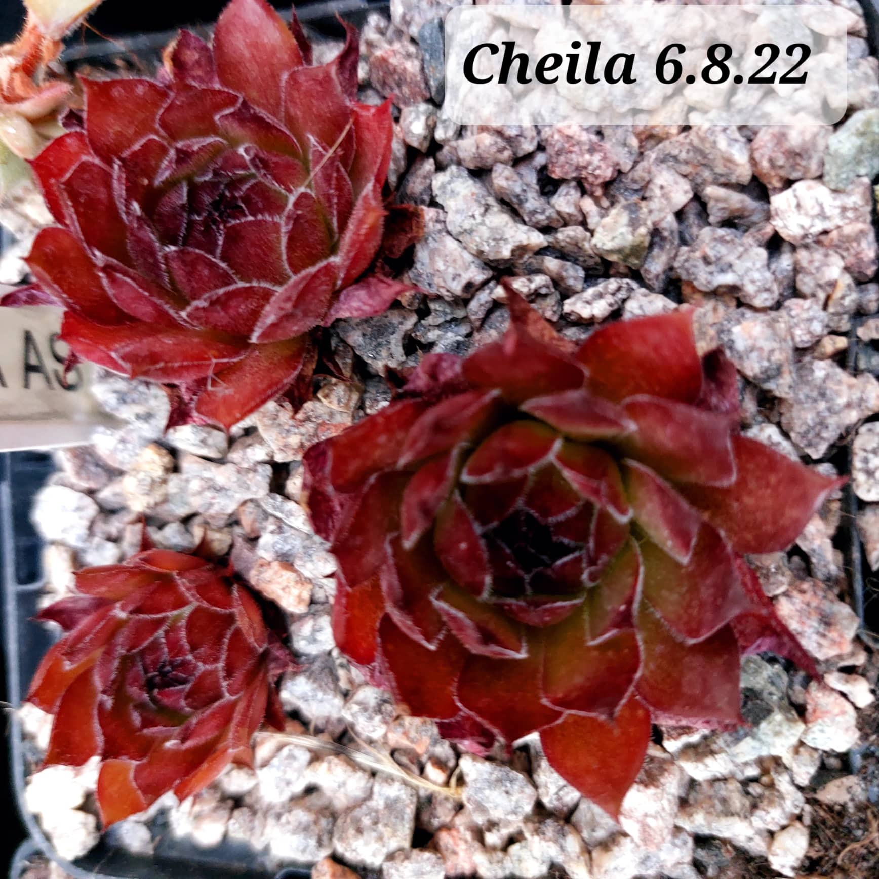 Cheila