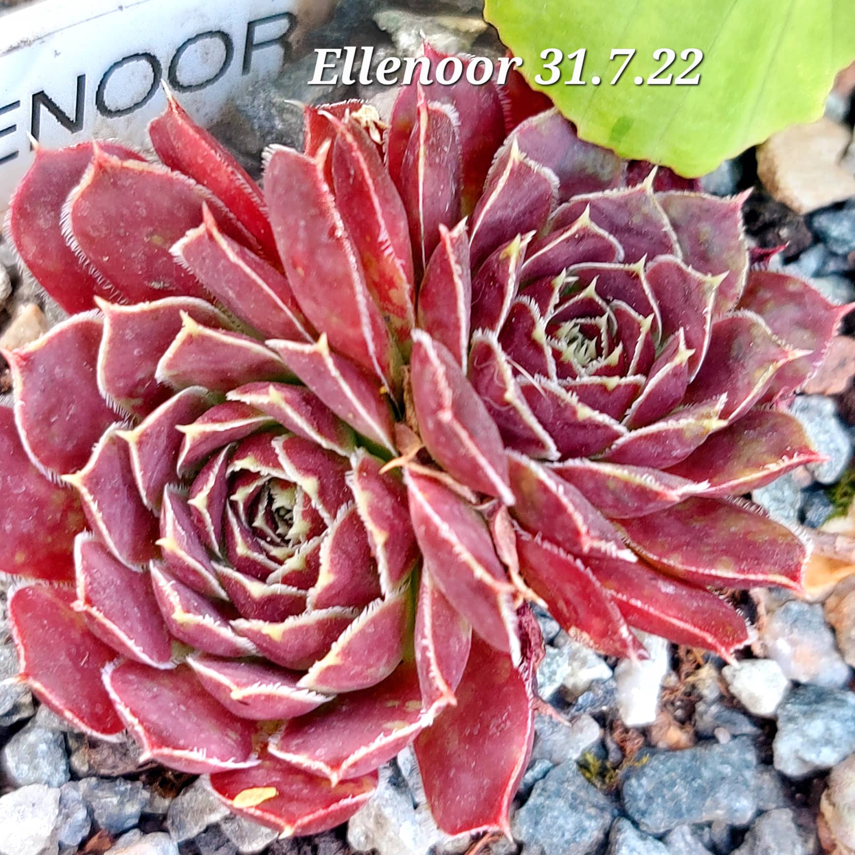 Ellenoor / Jovi