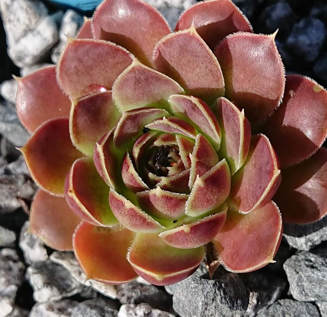 Aristobule